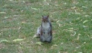 Eichhörnchen Hyde Park