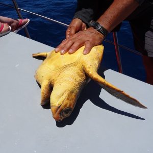 Meresschildkröte Gran Canaria